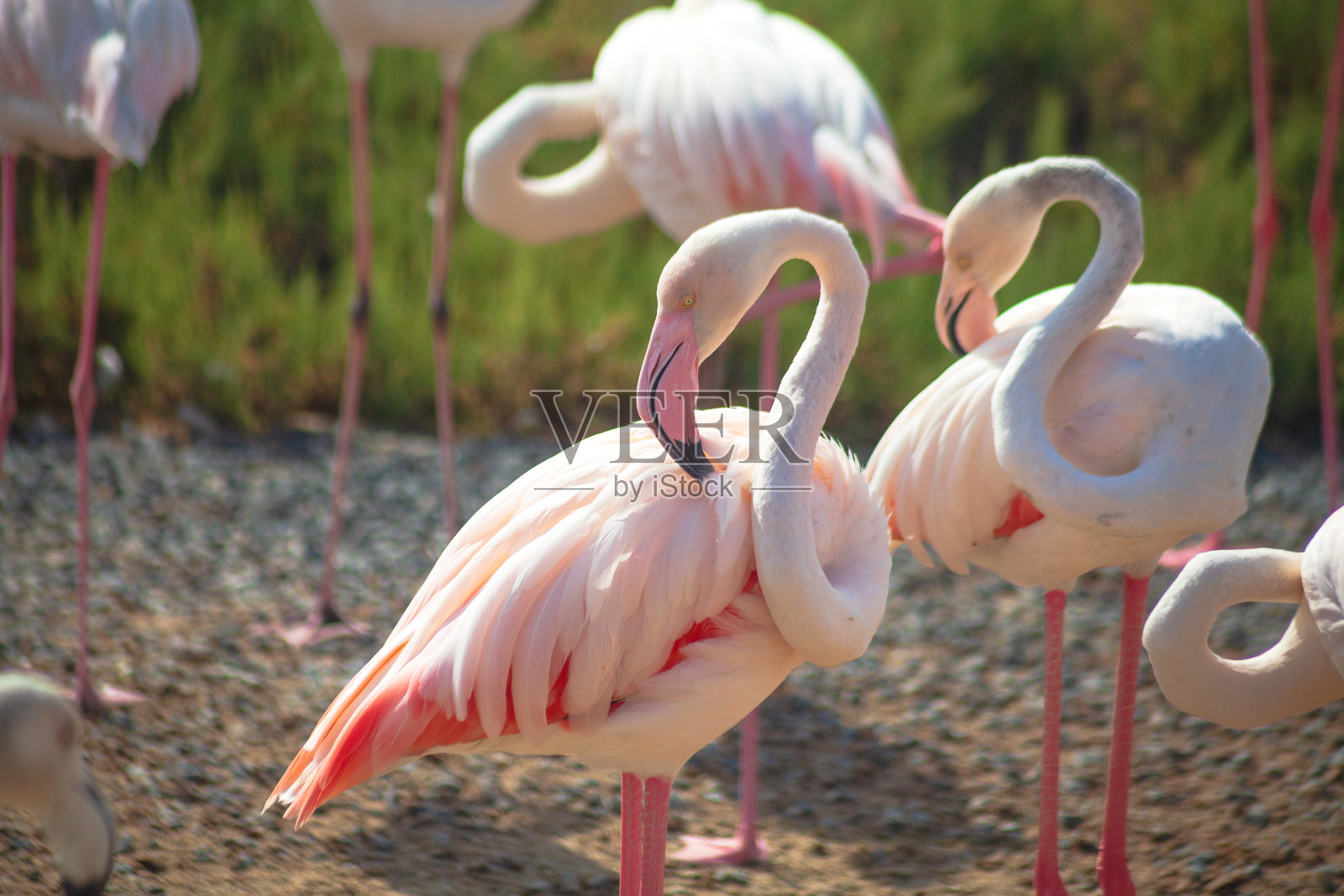 迪拜拉斯阿尔霍尔公园中的火烈鸟在自然环境中照片摄影图片