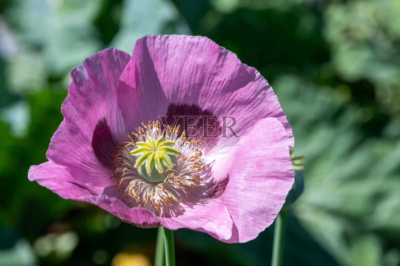 罂粟花（罂粟属）照片摄影图片
