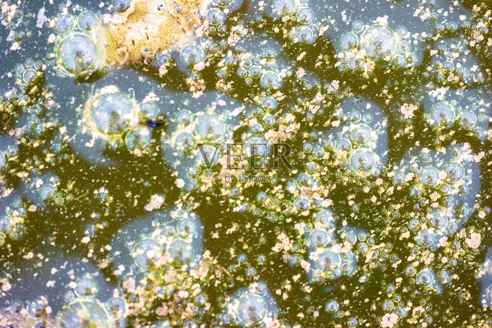 水洼，水，气泡，颜色，藻类，特写，自然，图案，结构，倒影照片摄影图片