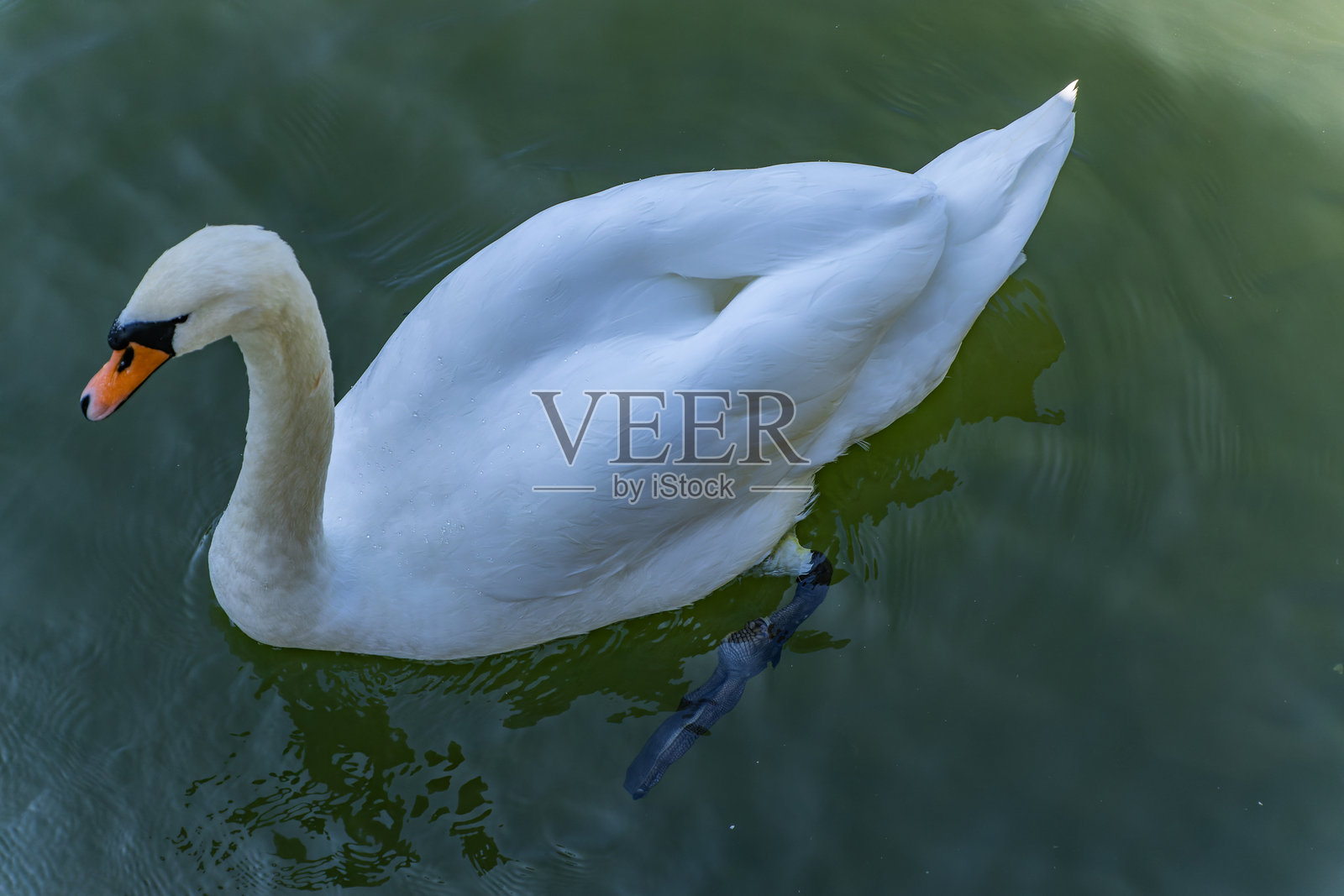 斯洛文尼亚著名的中世纪城堡奥托切茨附近的克尔卡河上的天鹅。照片摄影图片