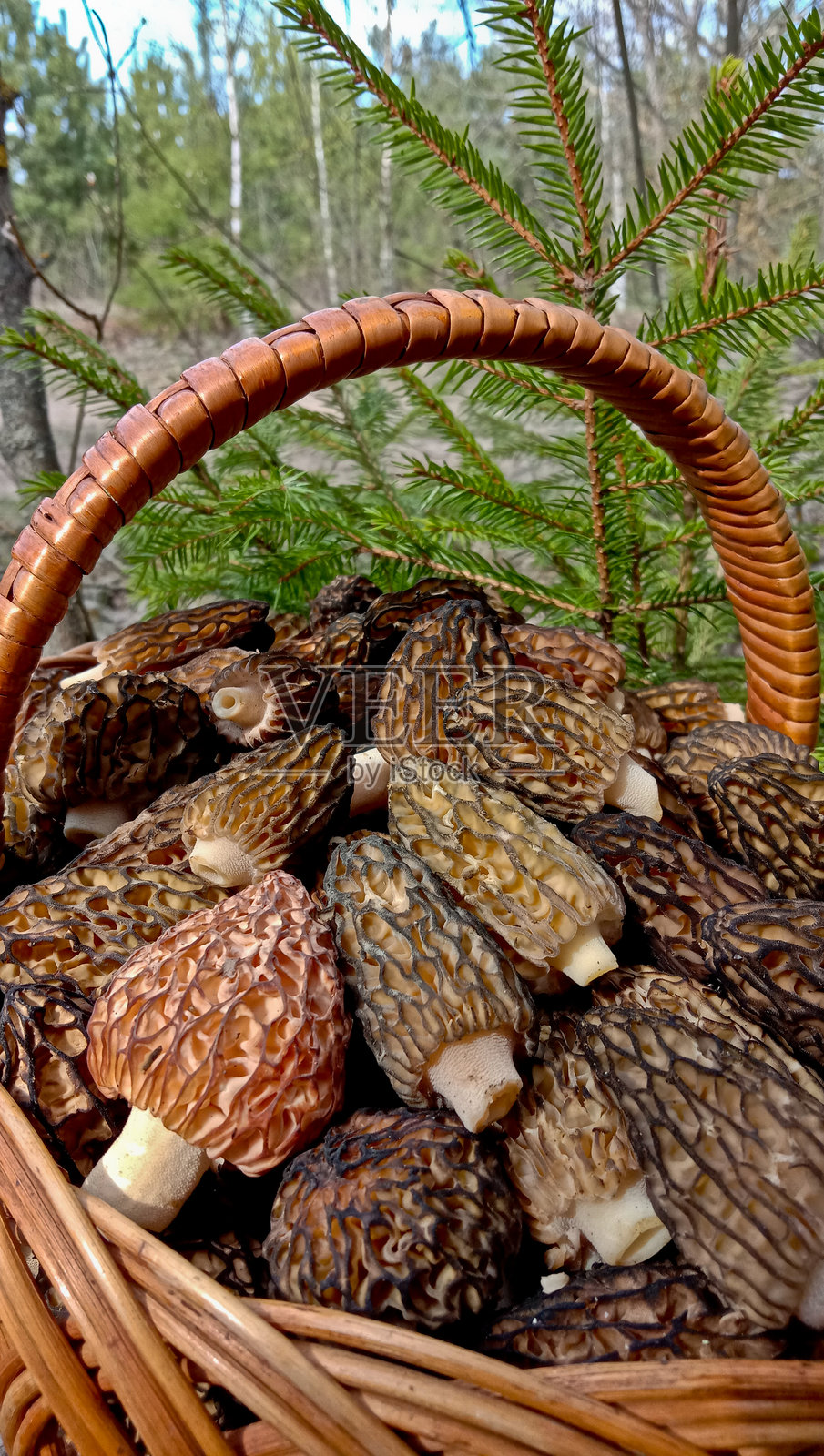 羊肚菌是一种美味的蘑菇。它在春天的森林中生长。照片摄影图片