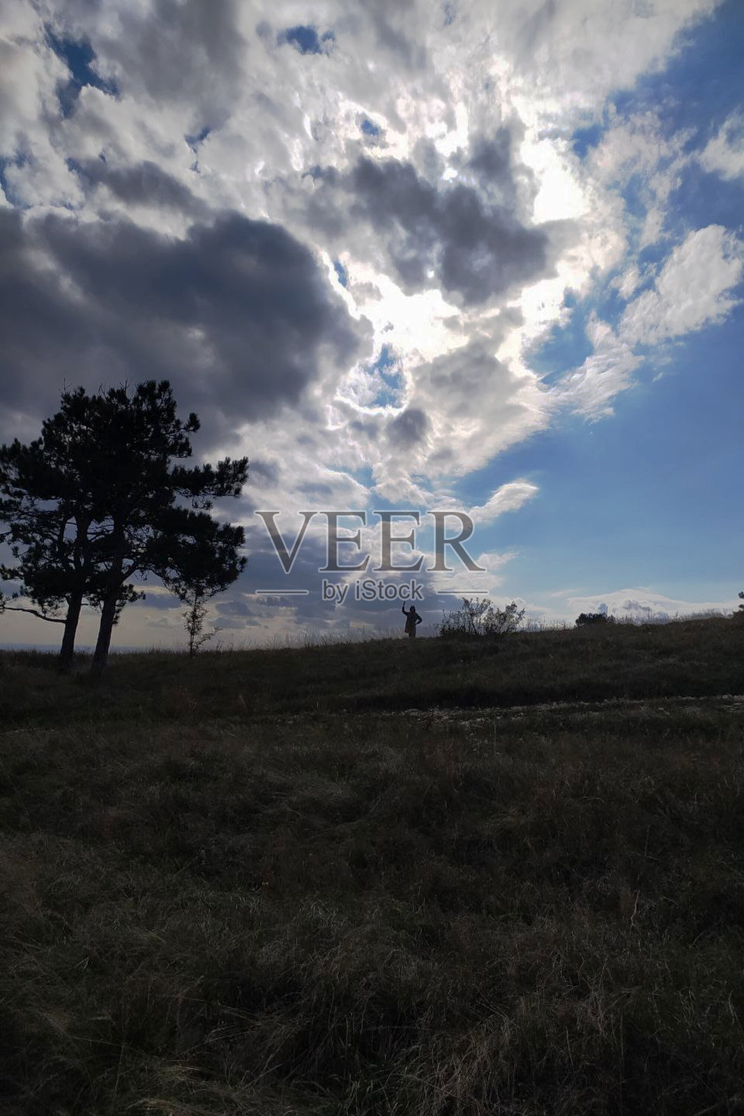 秋天田野中的孤独树木照片摄影图片