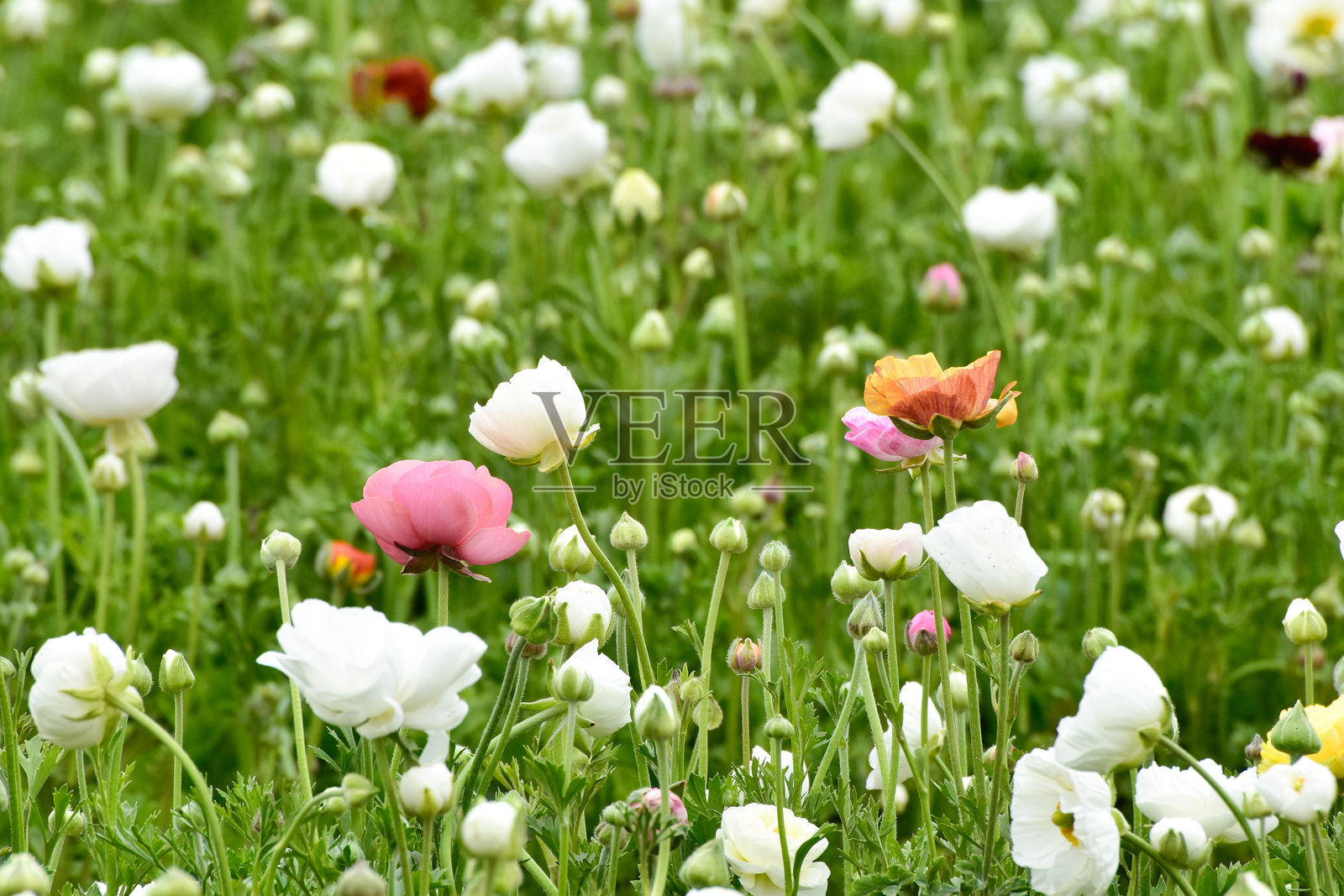 毛茛花背景照片摄影图片