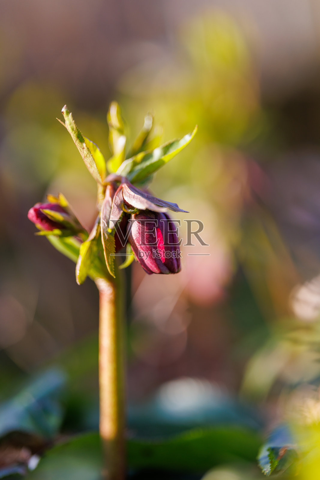 紫色圣诞玫瑰（黑色小苍兰）的特写镜头照片摄影图片