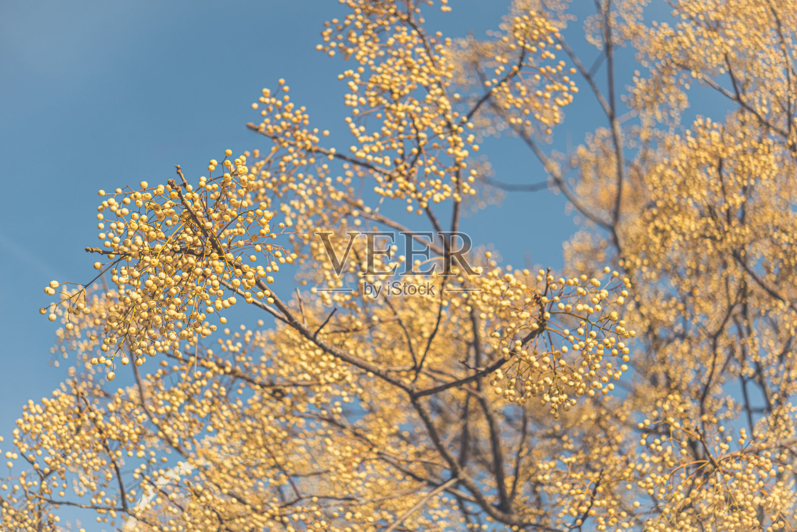梅利亚·阿泽达拉赫照片摄影图片