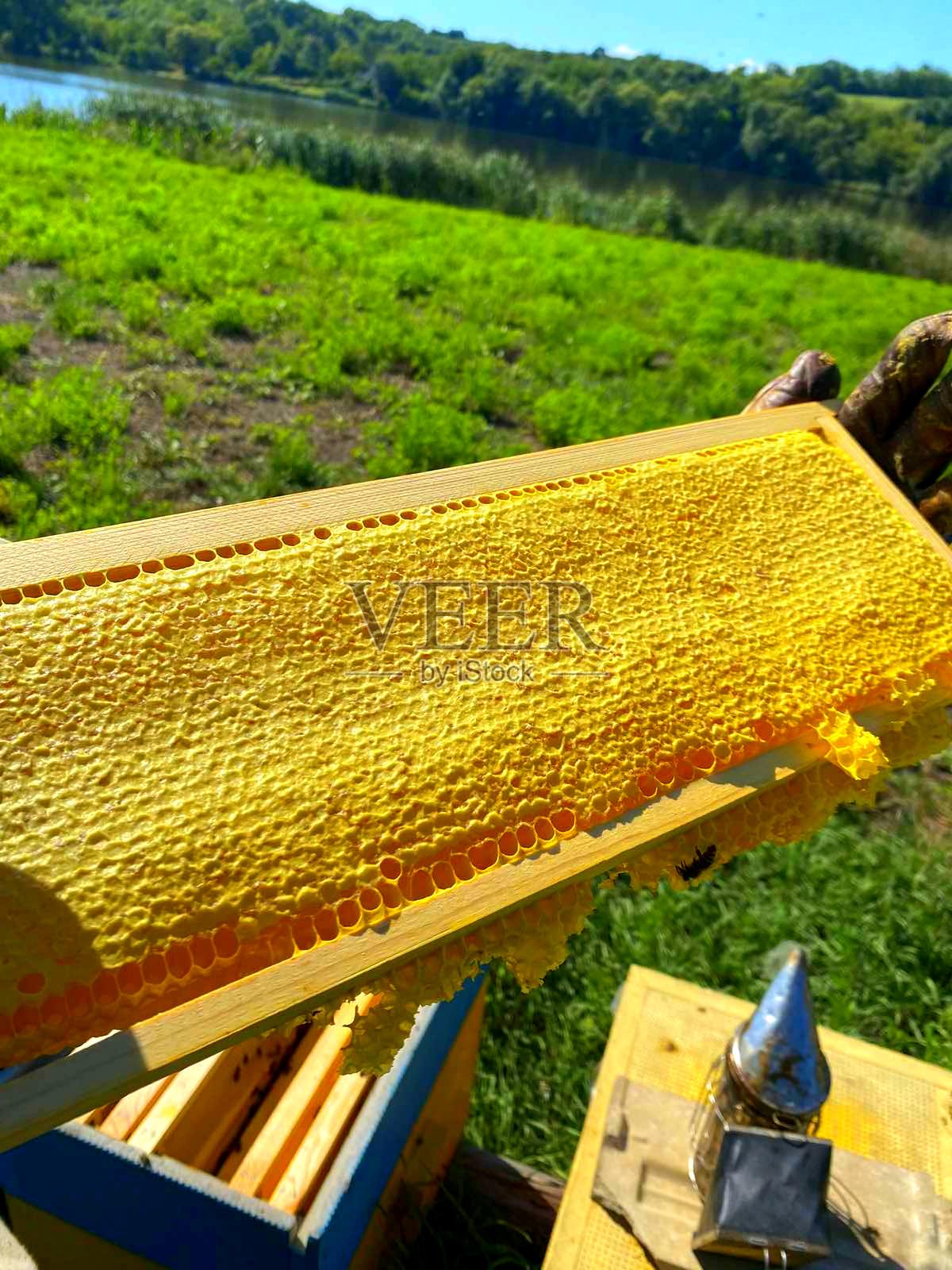 一个人正在拿着一个黄色的蜂巢照片摄影图片