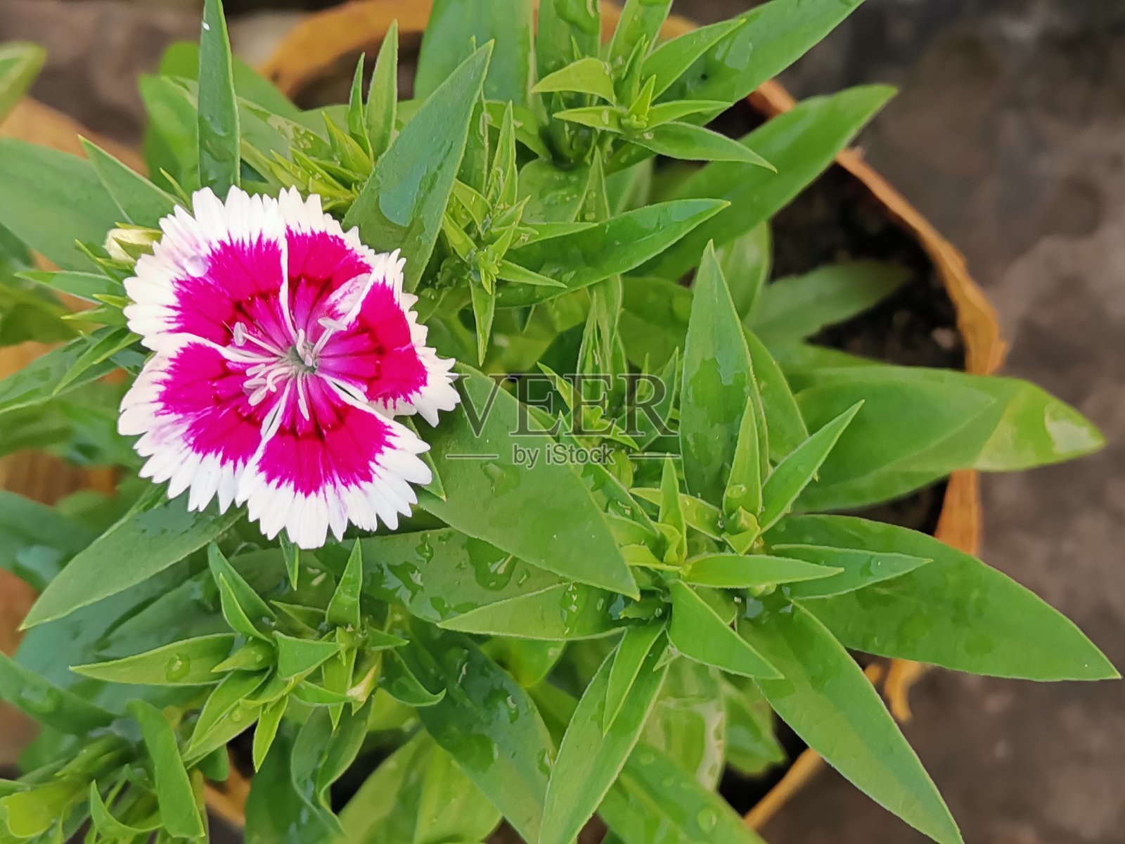 中国石竹照片摄影图片