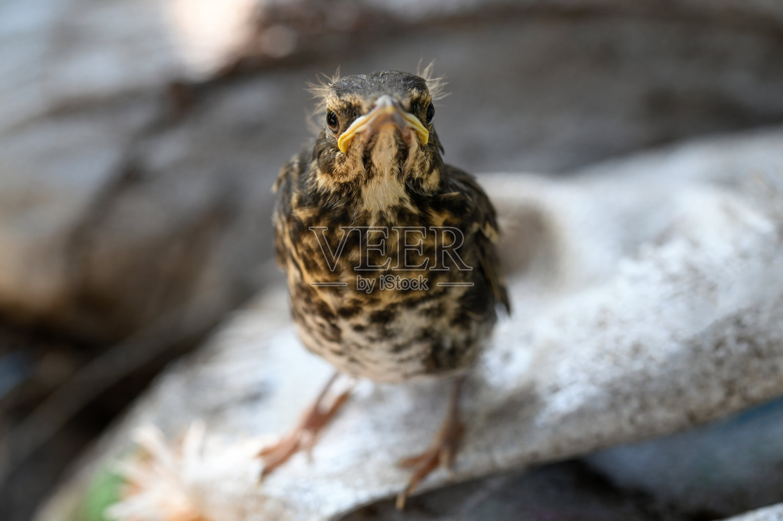 红喉鸫（Turdus ruficollis）幼鸟照片摄影图片