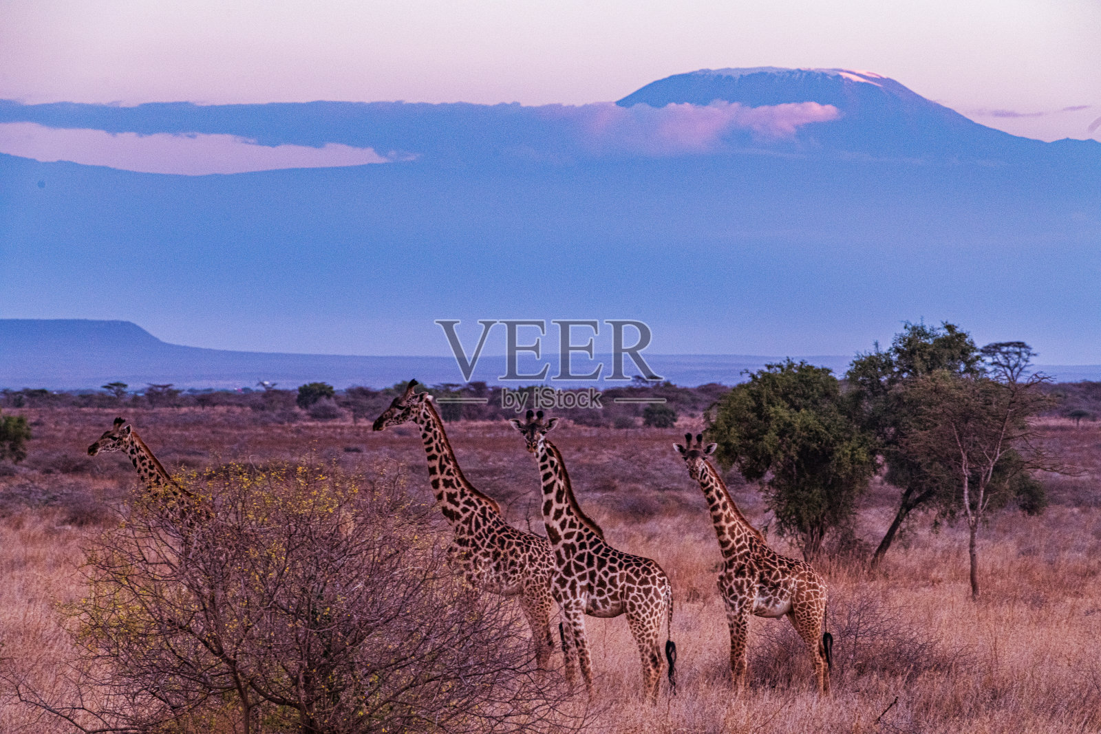 长颈鹿在肯尼亚南部的安博塞利国家公园的埃马利基马纳奥洛伊托基托克公路上行走，穿越马路。该地区以其庞大的象群和跨越坦桑尼亚边界的巨大乞力马扎罗山的美景而闻名。照片摄影图片