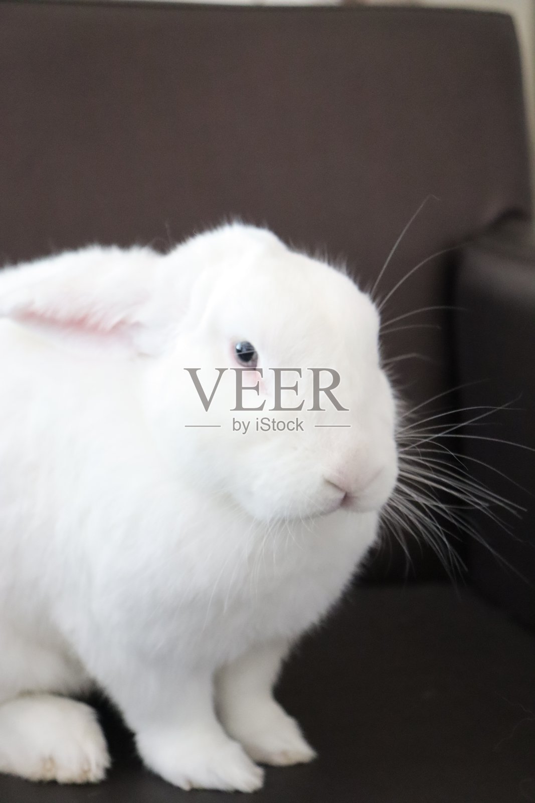 美丽的白兔子，蓝色眼睛，摆姿势拍照照片摄影图片