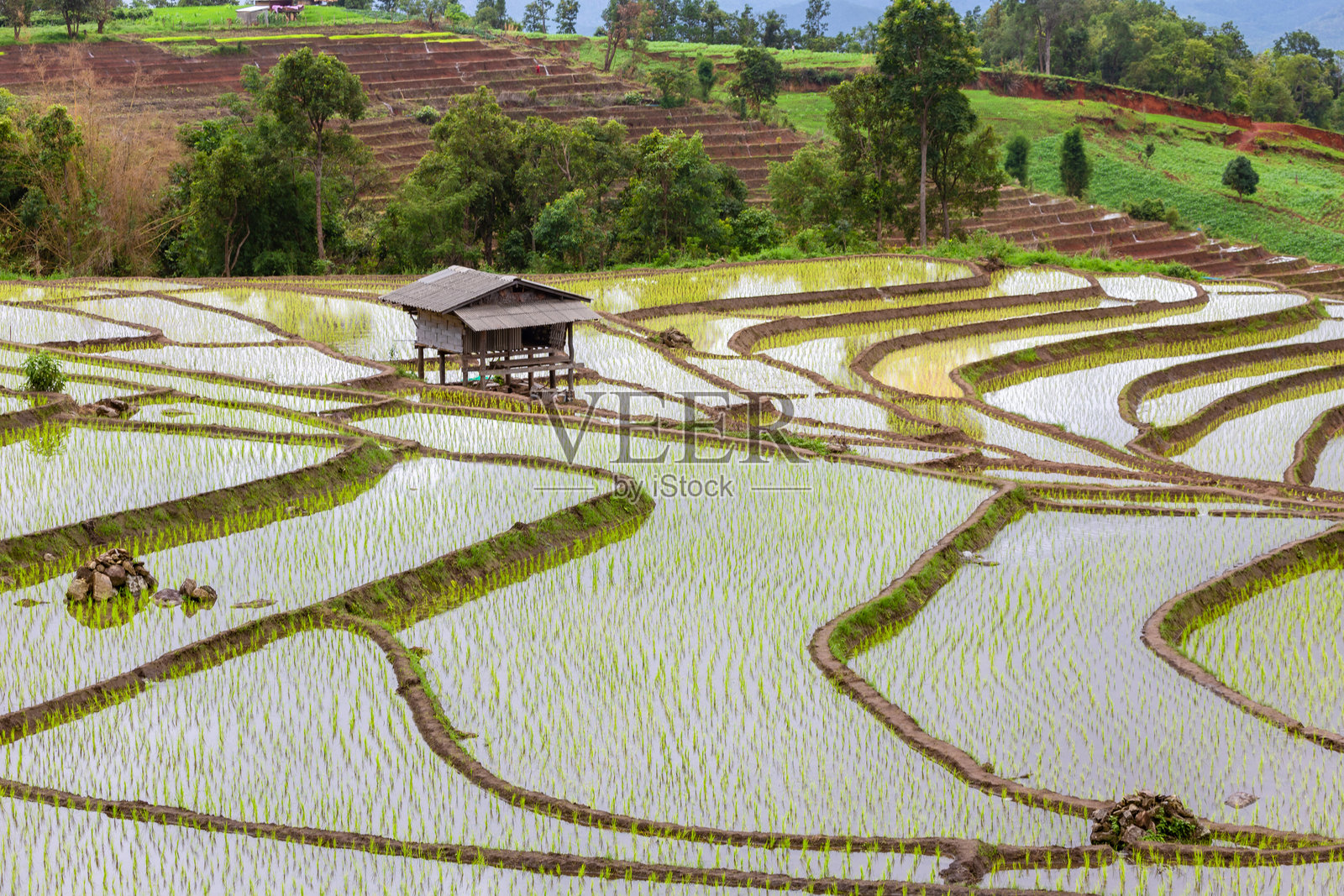 清迈梅查姆区班帕邦平昂稻田的插秧季节照片摄影图片