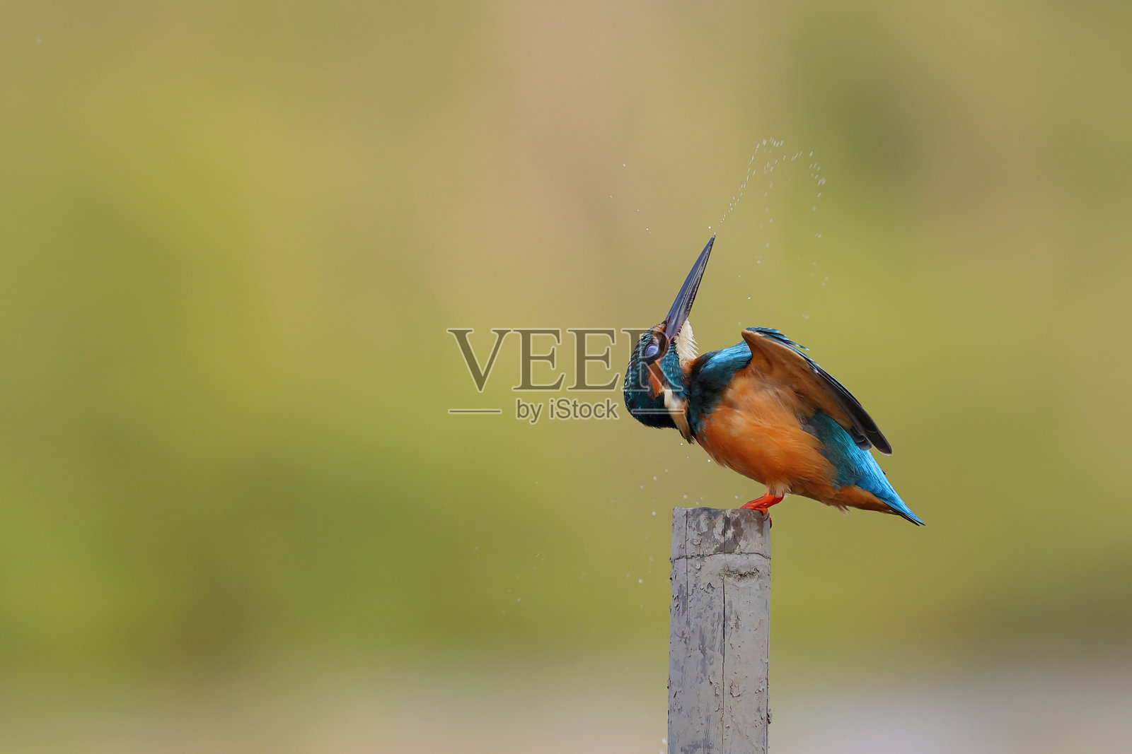 普通翠鸟照片摄影图片