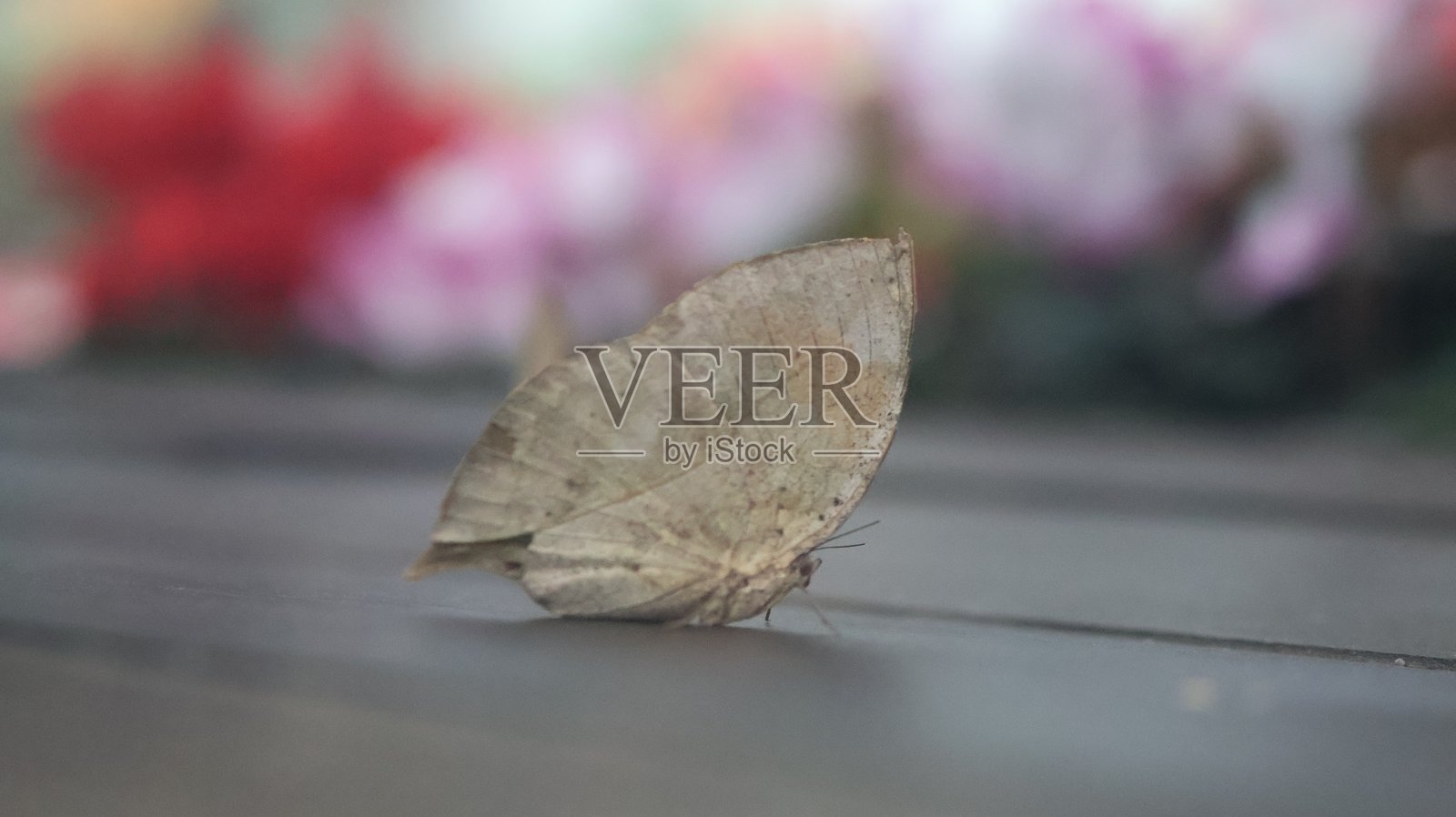 死叶蝶（Kallima inachus）完美伪装成干枯的叶子照片摄影图片