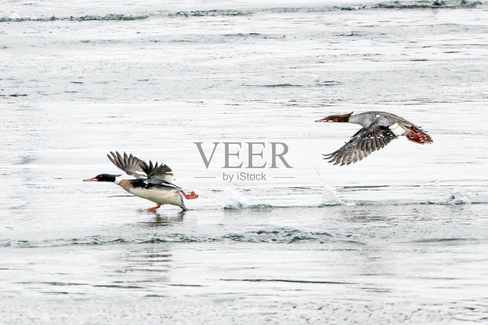 在美国内布拉斯加州奥加拉拉附近的麦克康纳湖上飞翔的普通秋沙鸭照片摄影图片