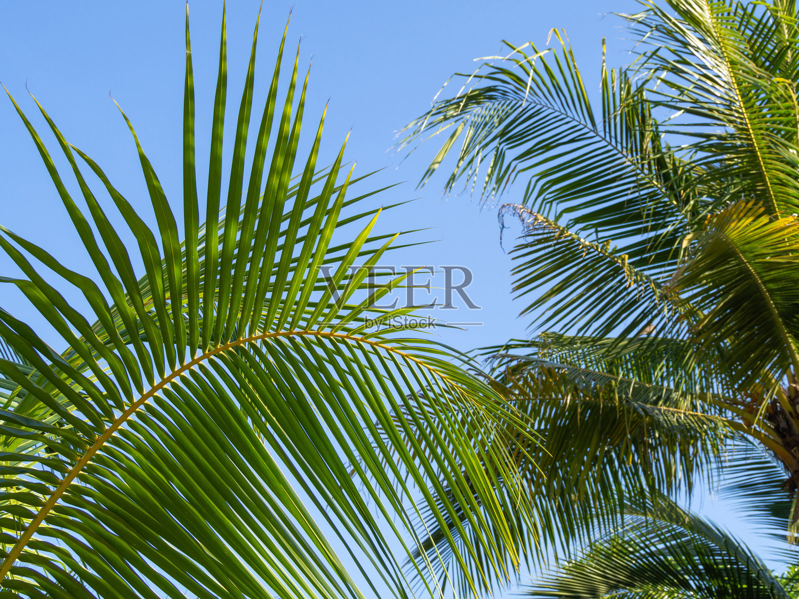 蓝天背景，云朵稀少，椰子树叶，留白空间照片摄影图片