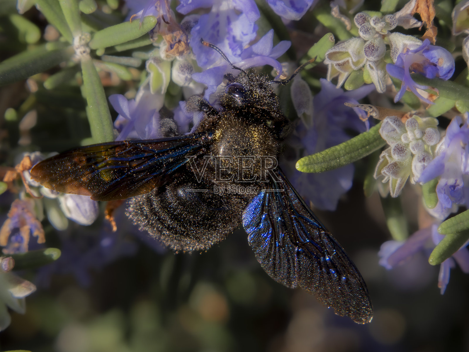木蜂 Xylocopa violacea照片摄影图片