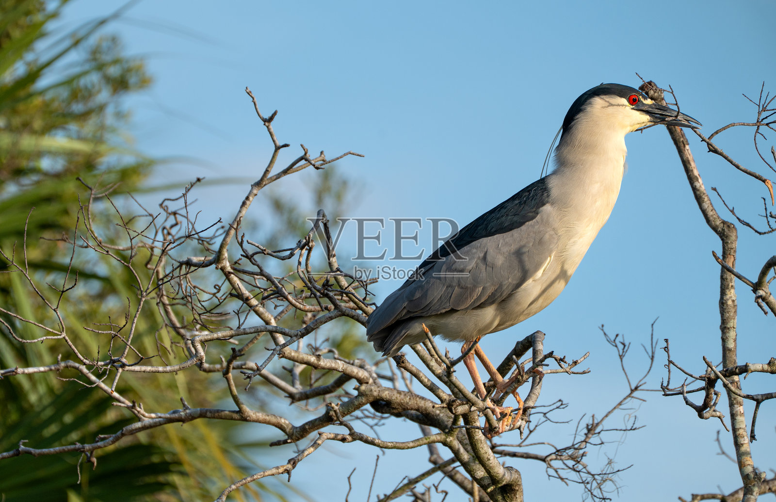 黑冠夜鹭在佛罗里达中部的奥兰多湿地公园收集筑巢材料照片摄影图片