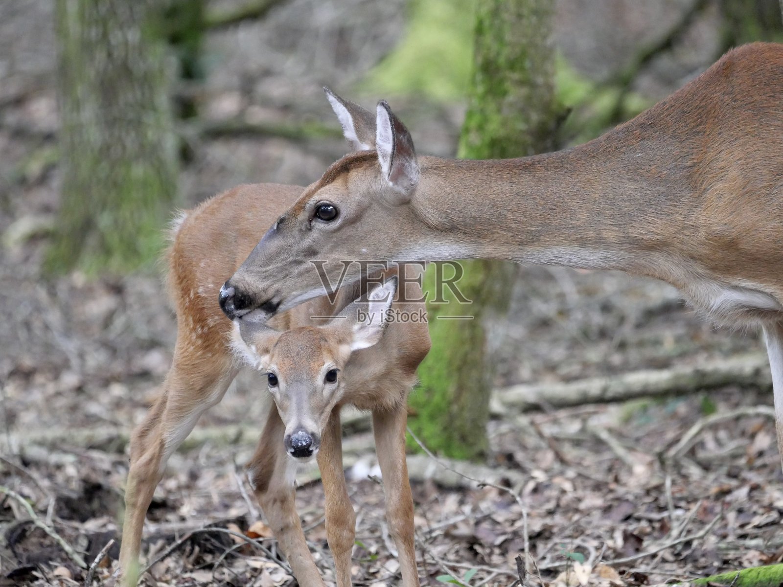 森林中的母鹿和小鹿照片摄影图片