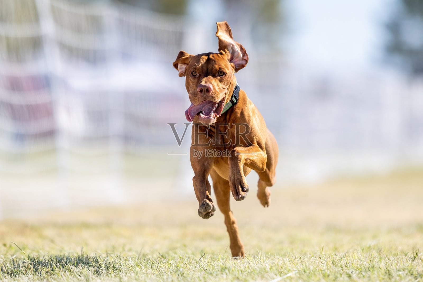 纯种维兹拉犬在诱饵跑道上冲刺，狗狗运动照片摄影图片