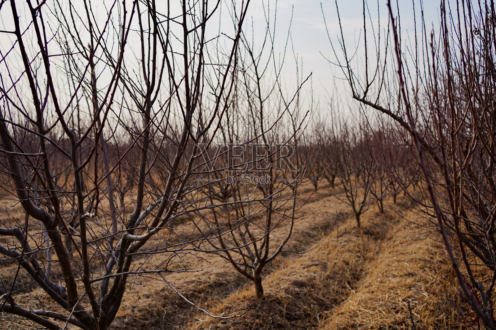 冬季果园，光秃的果树排成行，干枯的草地。农业景观和季节性自然概念。照片摄影图片
