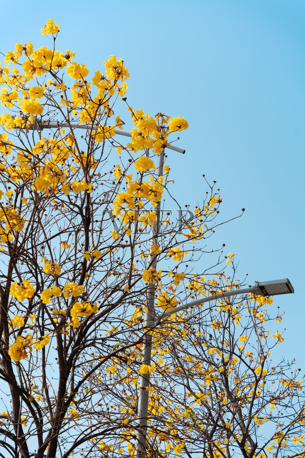 蓝天下盛开的金钟树。照片摄影图片