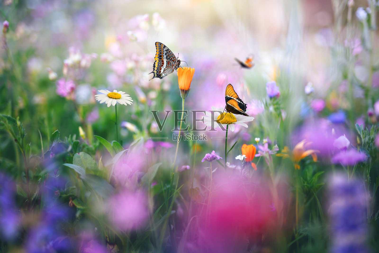 蝴蝶草甸照片摄影图片
