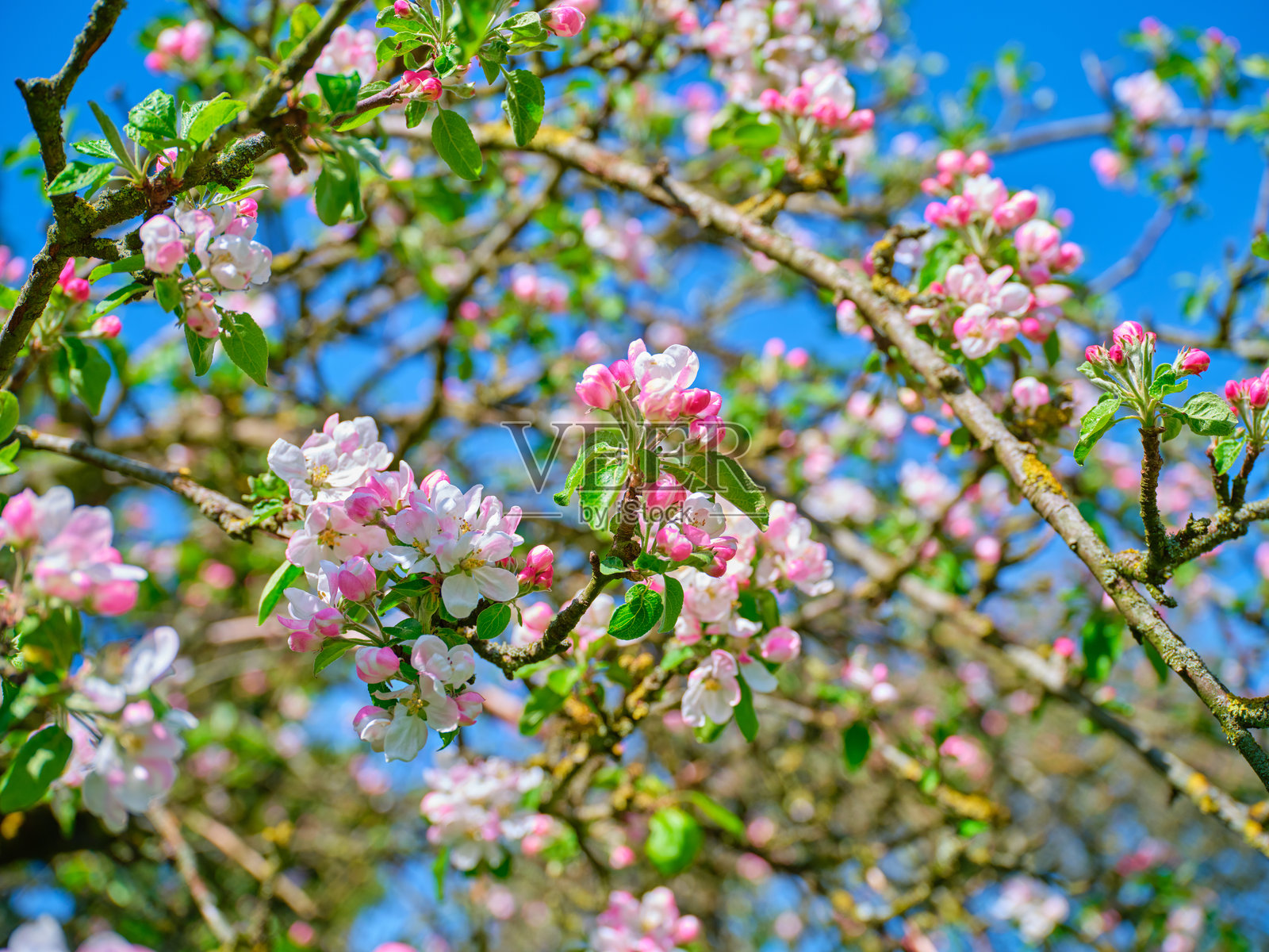 丹麦果园中盛开的苹果花与晴朗的春空相映成趣照片摄影图片