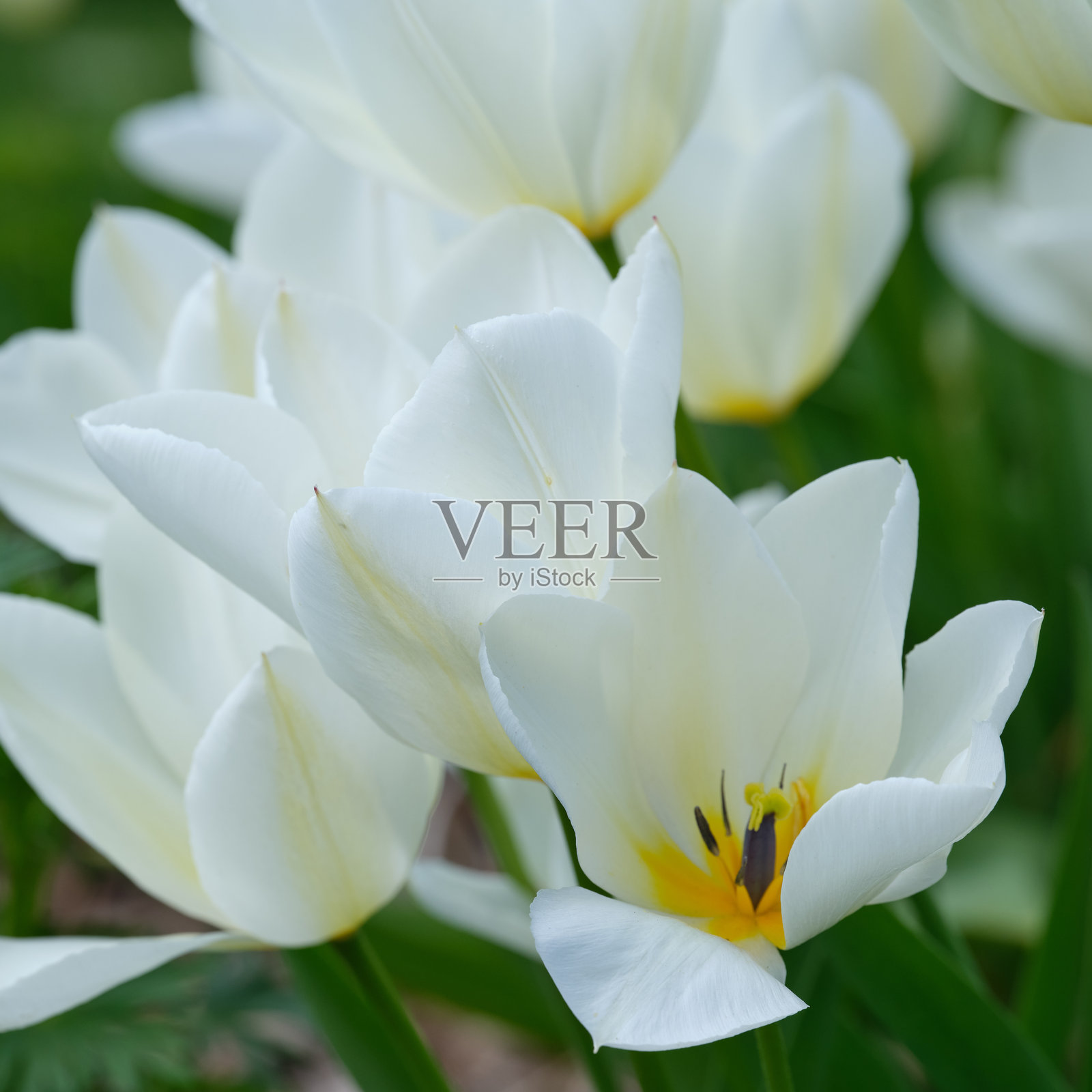 白色郁金香在郁郁葱葱的绿色背景下盛开特写照片摄影图片