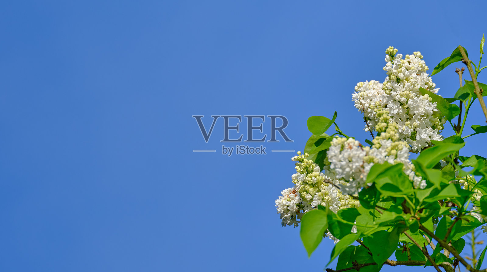 明亮的白色丁香花在清澈的蓝天和明媚的阳光下绽放照片摄影图片