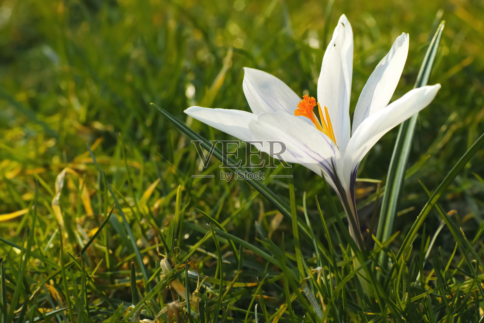 清晨阳光下，白色番红花在绿草中绽放的宁静特写。照片摄影图片