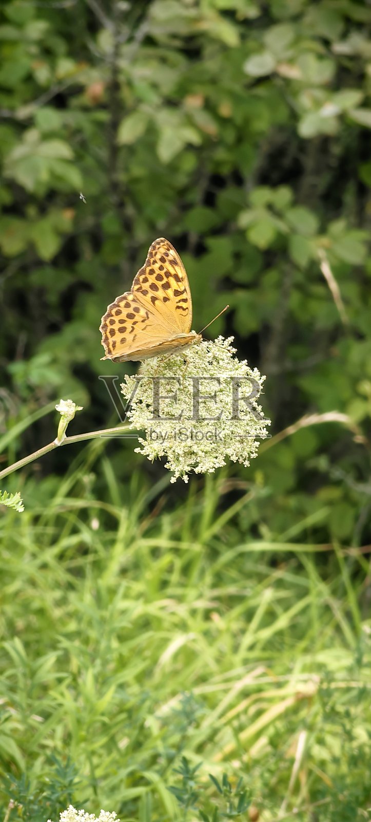 夏季的高加索山脉照片摄影图片