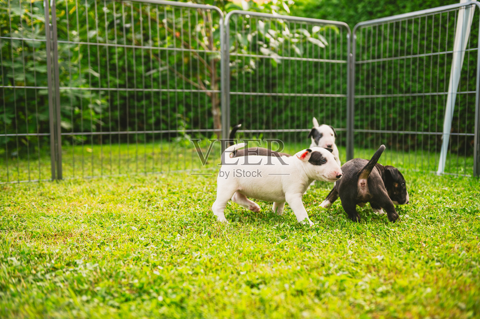 斗牛犬幼犬照片摄影图片