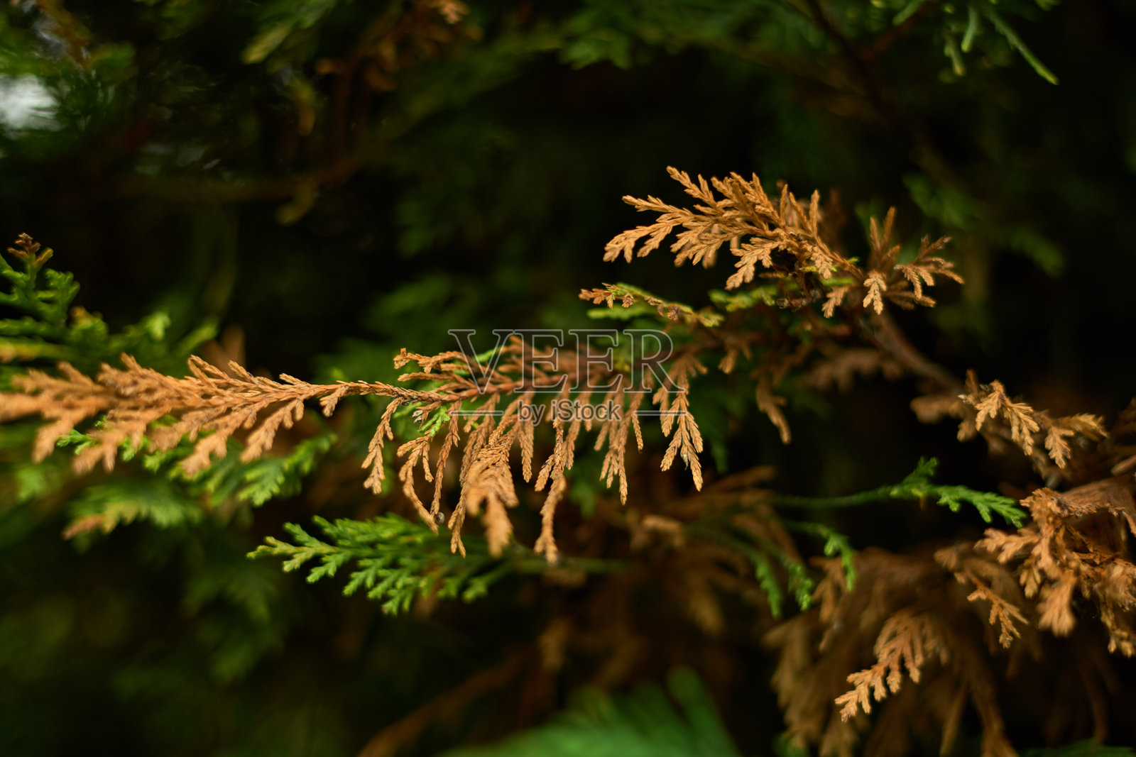 干枯树枝的松树照片摄影图片