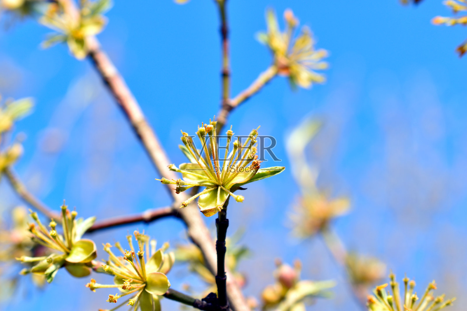 春天。一根树枝上出现了第一片叶子。照片摄影图片