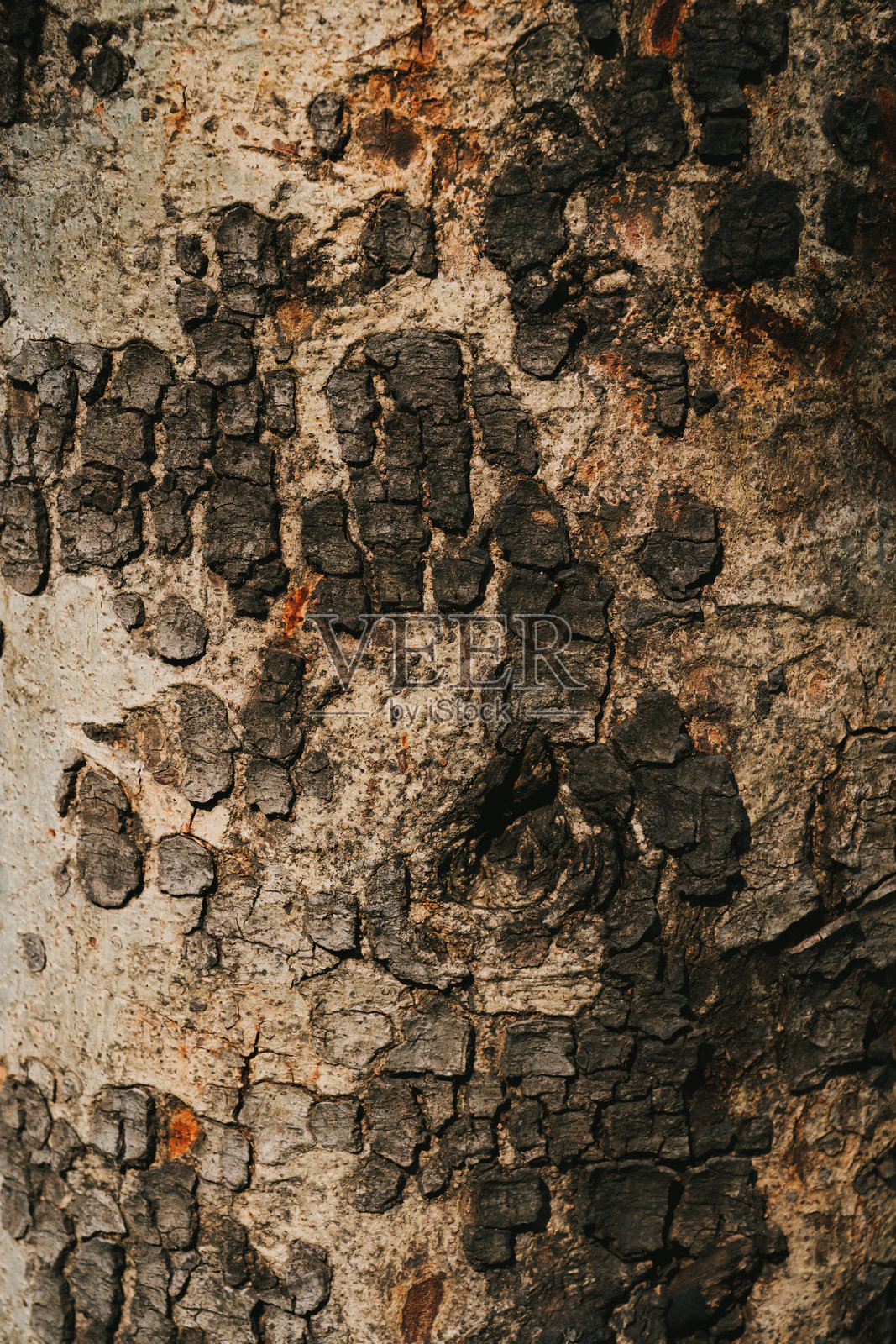 自然中树皮纹理和图案的详细特写照片摄影图片