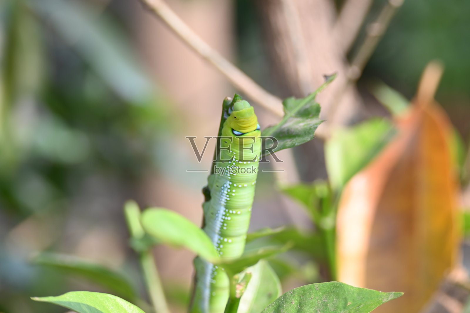 绿色毛虫。照片摄影图片