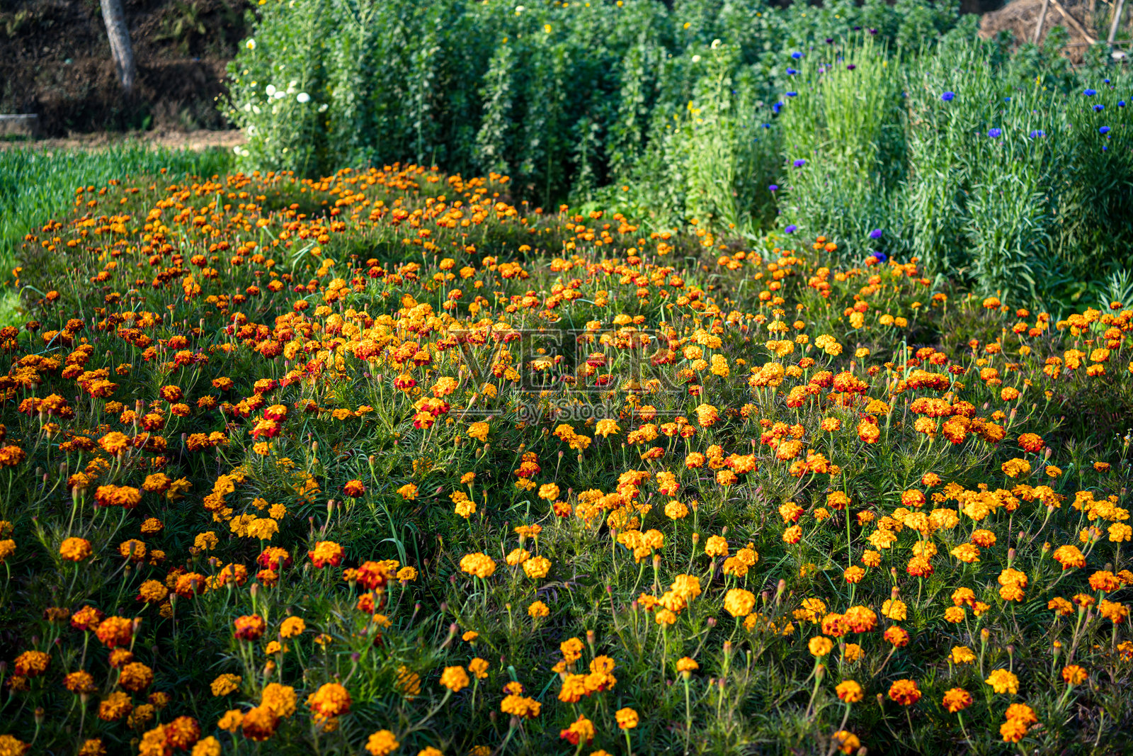 田野中盛开的花朵特写照片摄影图片