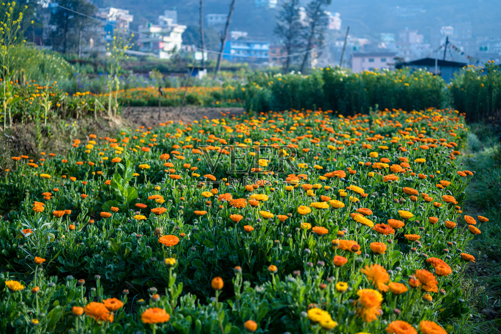 田野中盛开的花朵特写照片摄影图片