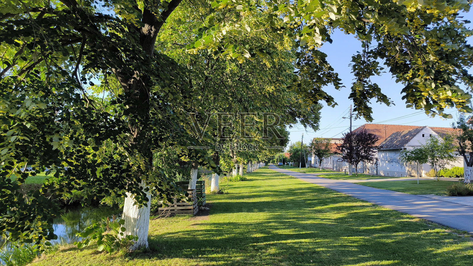 在伏伊伏丁那省的巴基彼得罗瓦茨乡村盛开的椴树照片摄影图片
