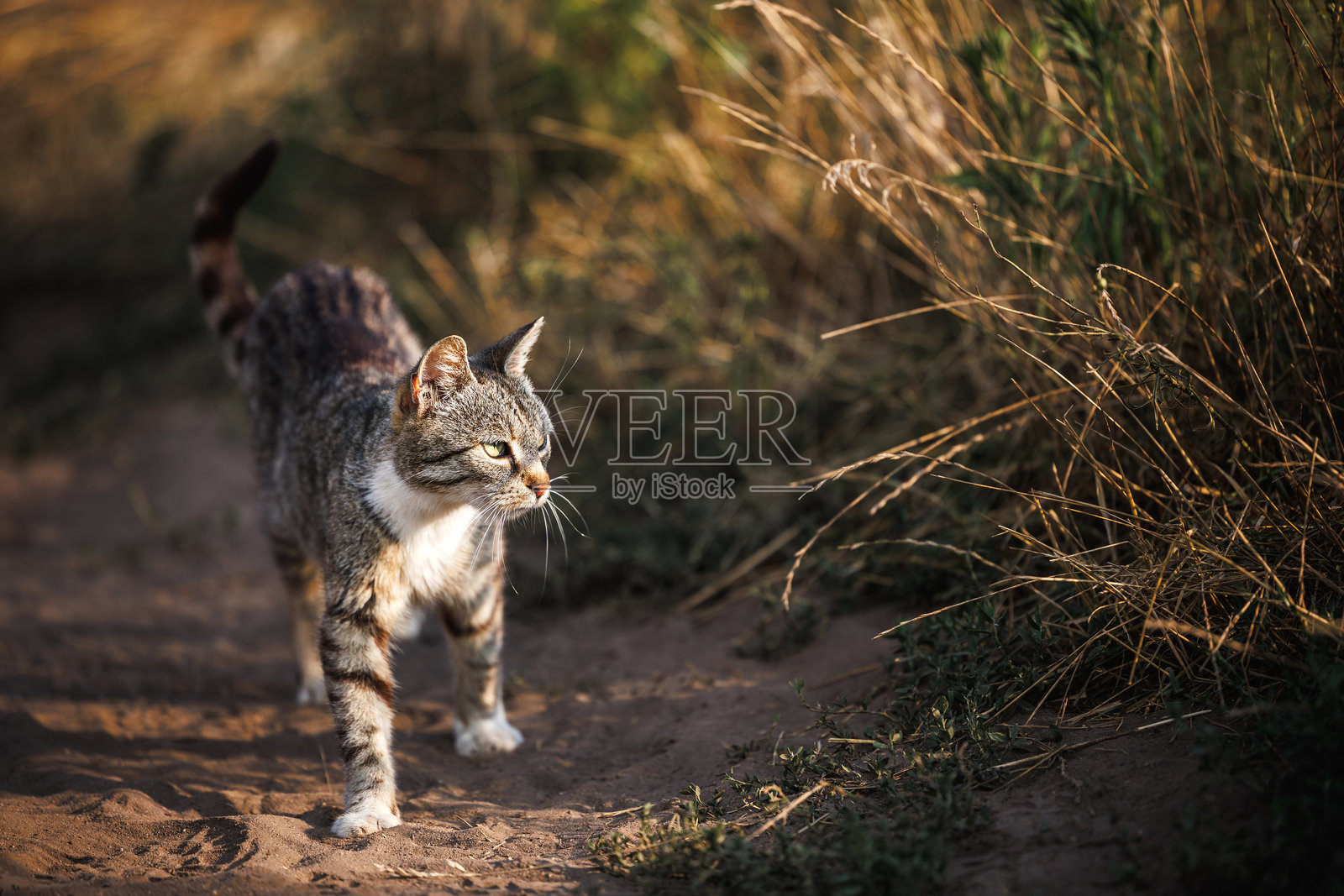可爱的虎斑猫在户外照片摄影图片