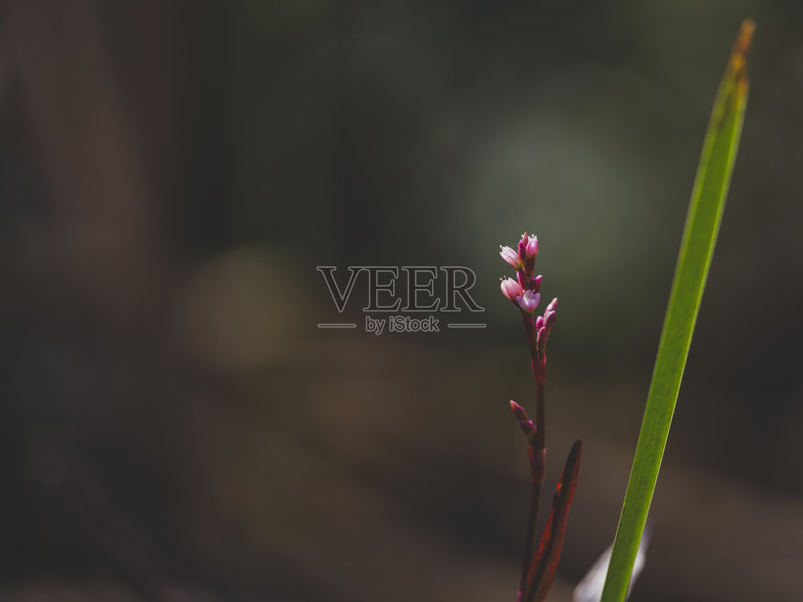 自然中的美丽花朵照片摄影图片