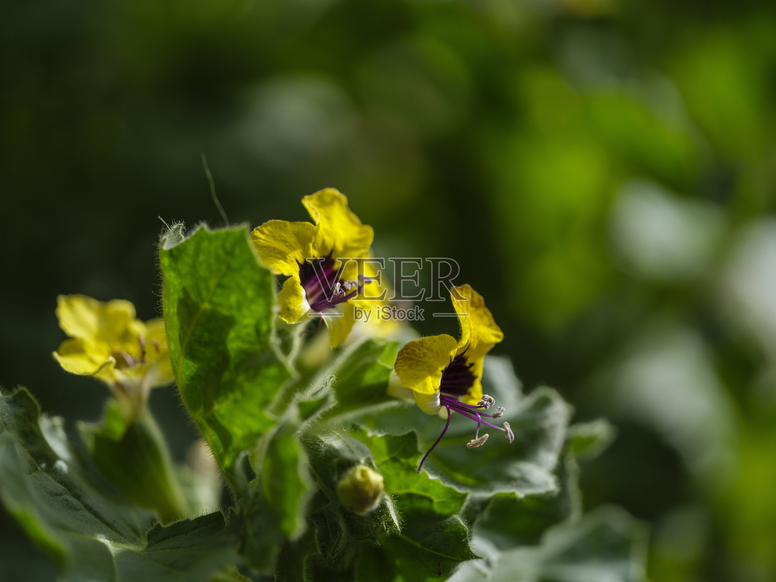 自然中的美丽花朵照片摄影图片