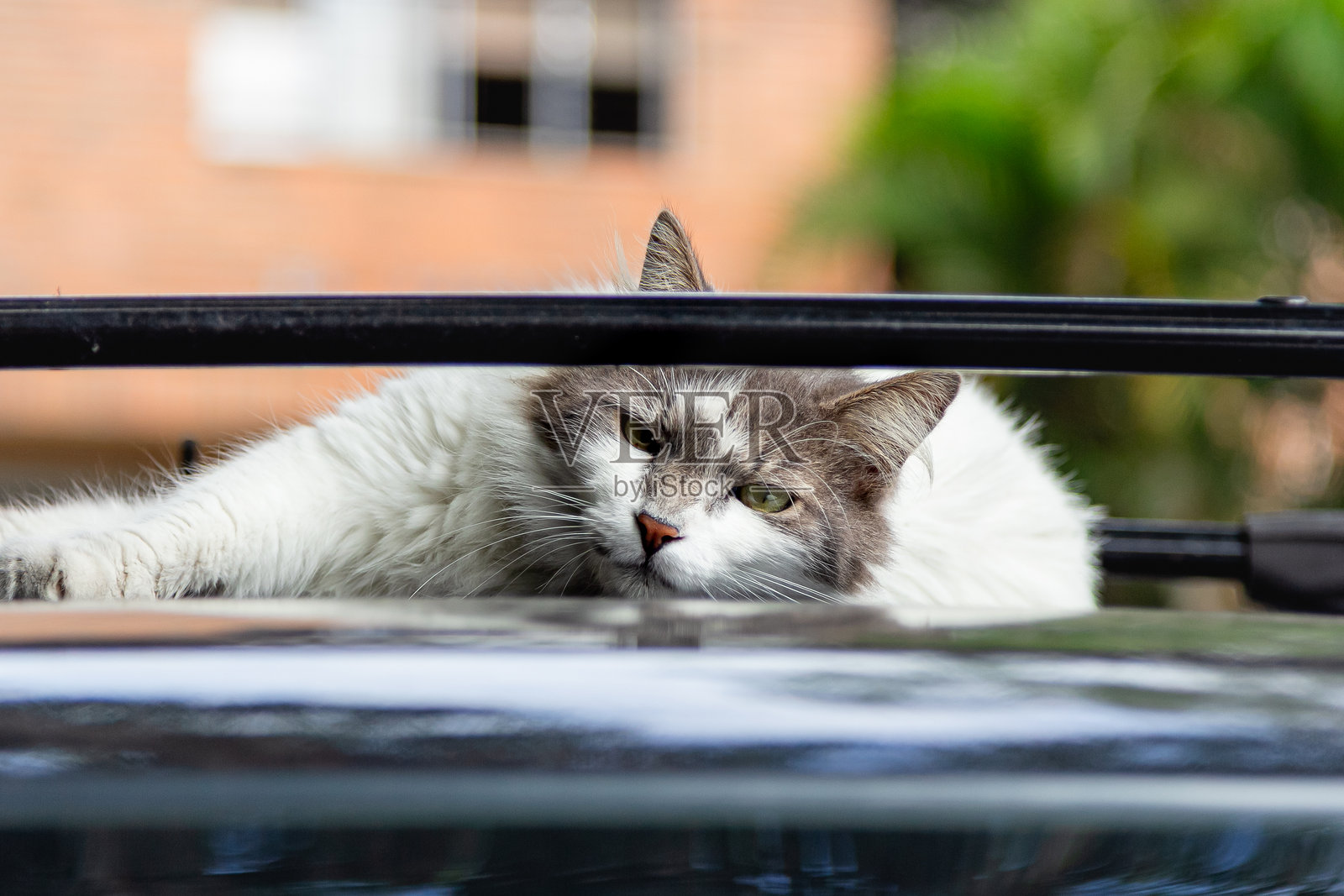长毛街猫，趴在汽车顶上，直视镜头。照片摄影图片