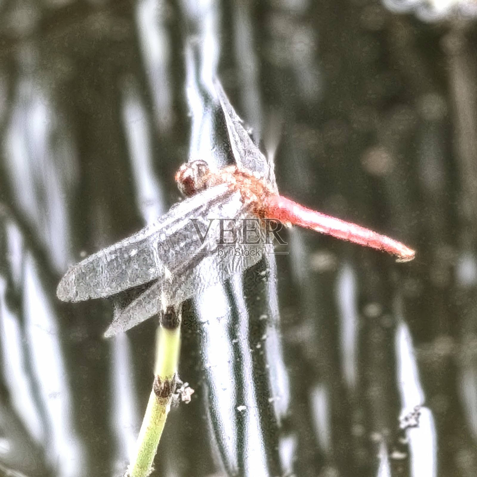 红色蜻蜓照片摄影图片