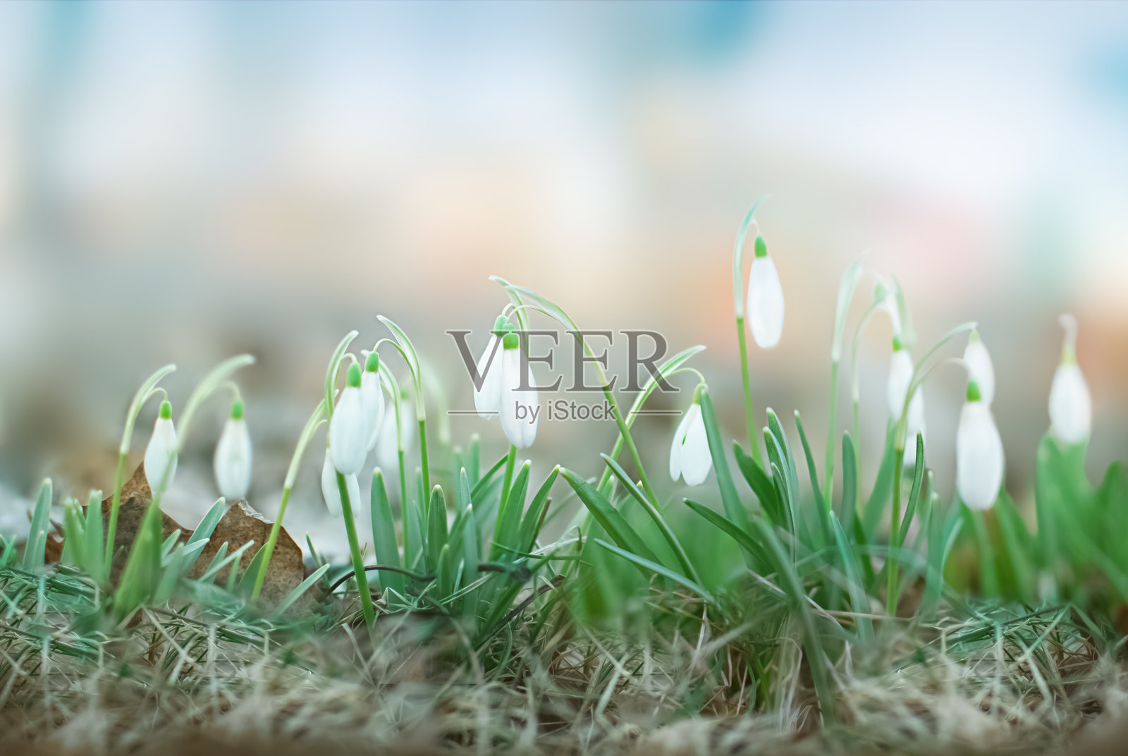 雪花莲的特写。春季森林中的雪堆小林。照片摄影图片