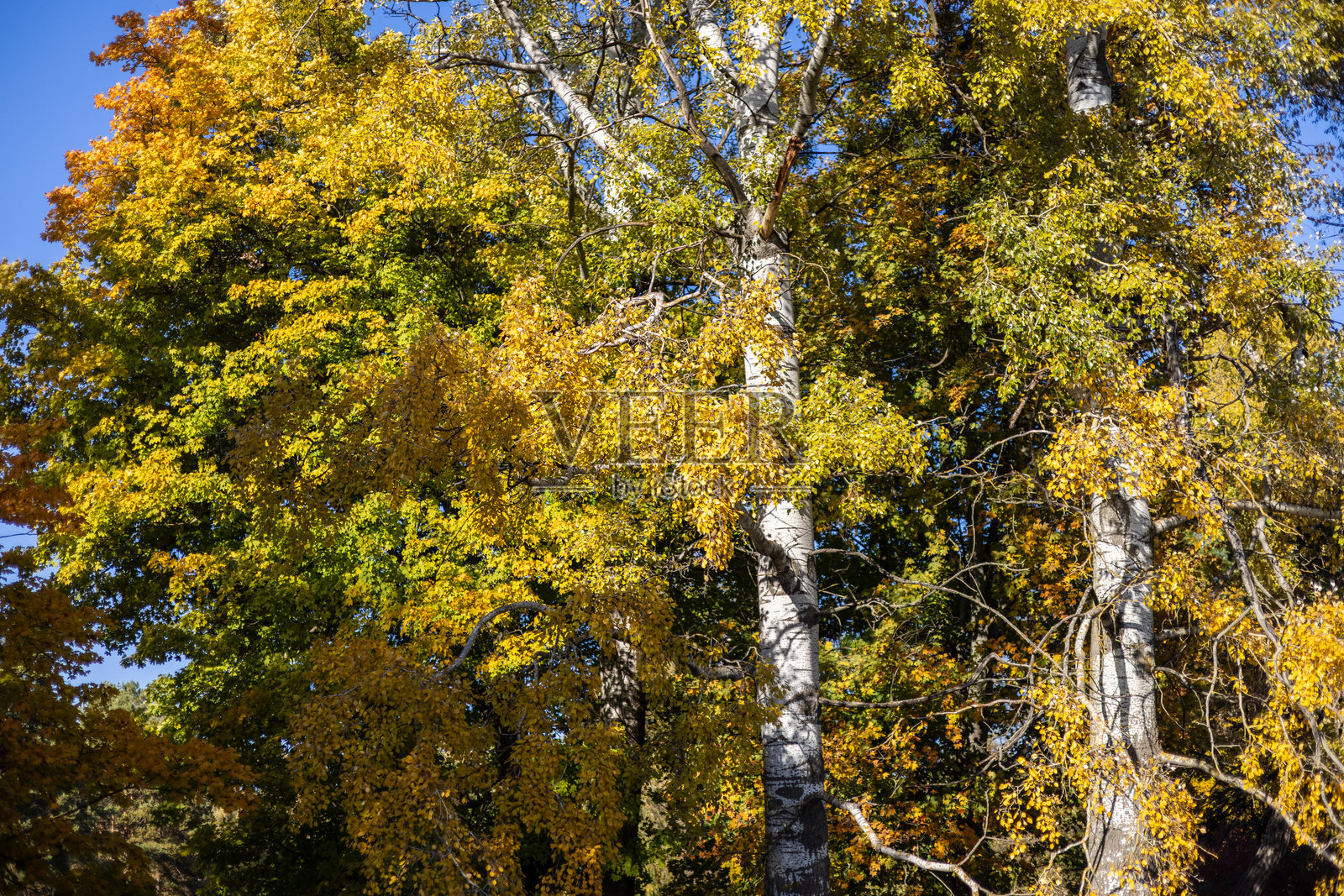 视频捕捉了生机勃勃的秋季树叶，色彩包括橙色、黄色和绿色。高大的白皮树在晴朗的蓝天背景下形成鲜明对比。一个宁静的季节场景。照片摄影图片