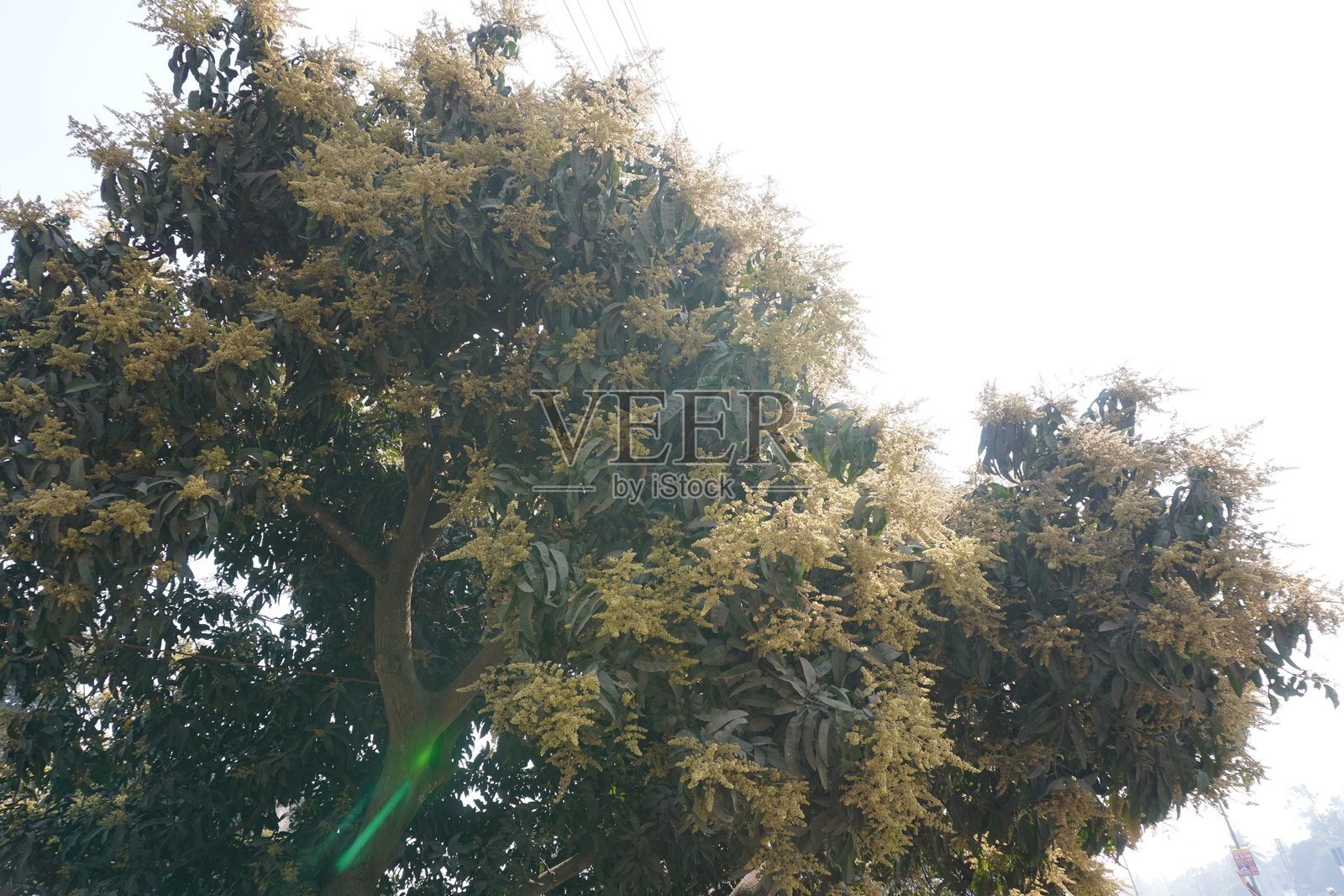 芒果树开满鲜花，背景是晴朗的天空照片摄影图片