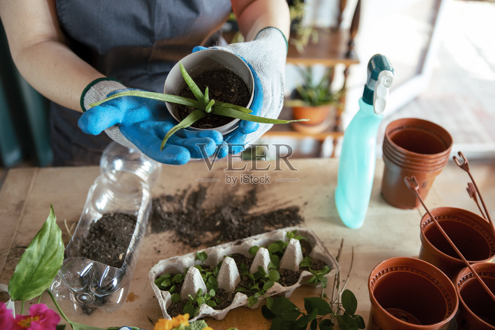 植物学家女性正在移植仙人掌照片摄影图片
