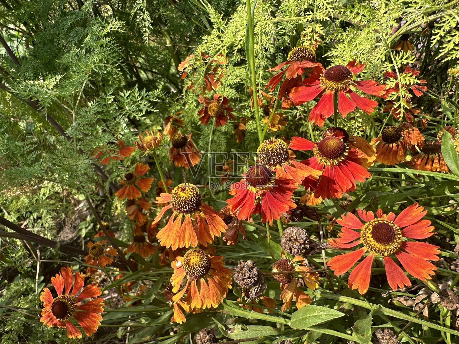 赫伦尼姆‘莫尔海姆之美’盛开着鲜艳的橙红色花朵照片摄影图片