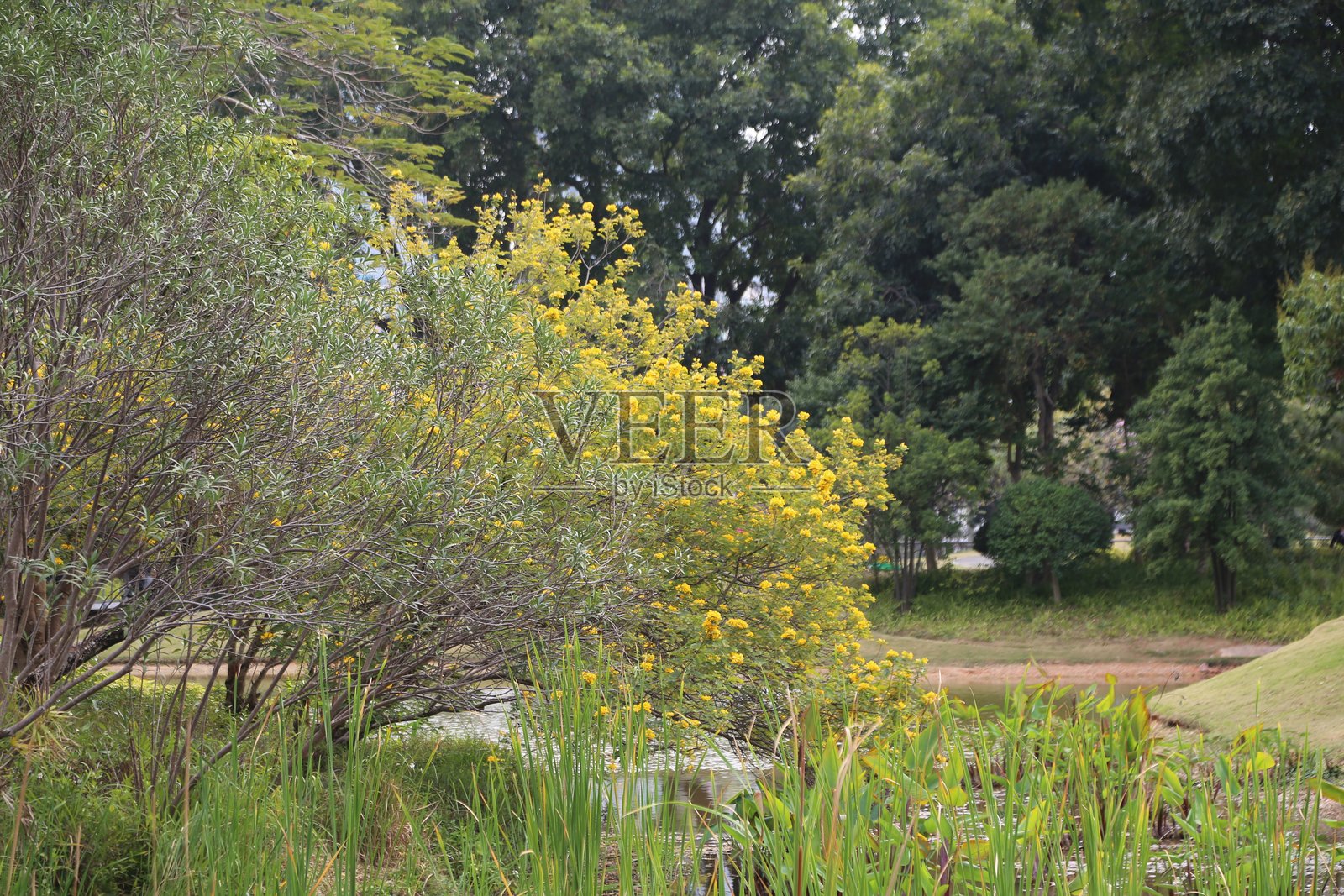 公园里有一个孤立的小池塘，四周被草地和树木环绕，池塘一侧开满了黄色花朵。照片摄影图片